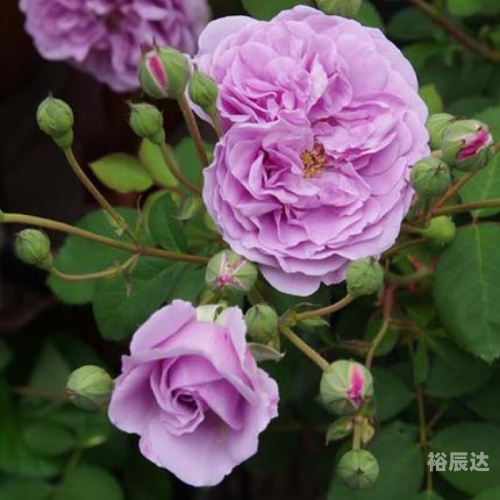 花藤之名-第2张图片