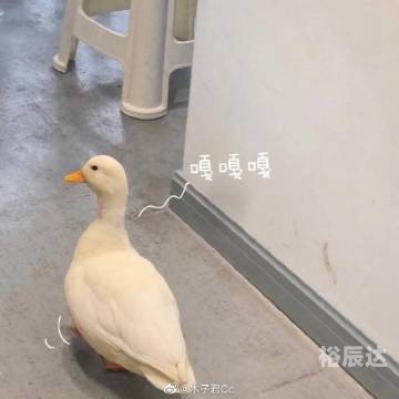 搏狗网怎么样博狗网好不好