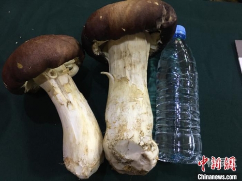 池州城市在线农特产池州城市在线，城市发展的新篇章-第2张图片