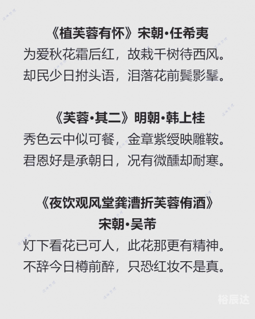 出水芙蓉的含义-第2张图片