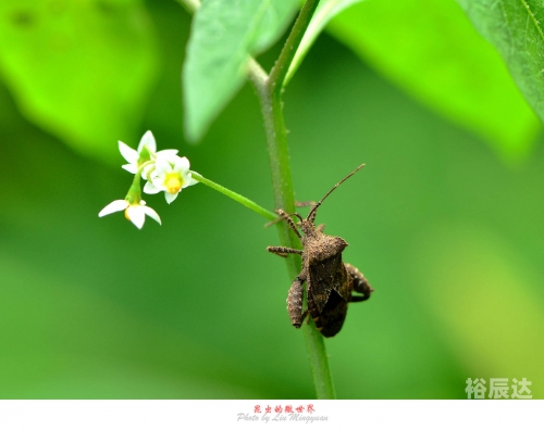 虫虫高手论坛，探索网络社区的新天地-第2张图片