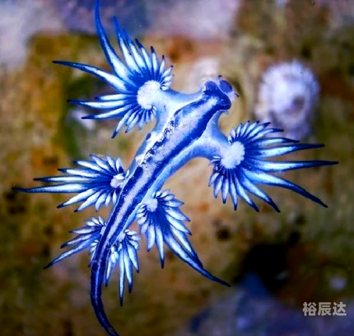 大彩鲸改名了吗大彩鲸，神秘的海洋生物-第1张图片