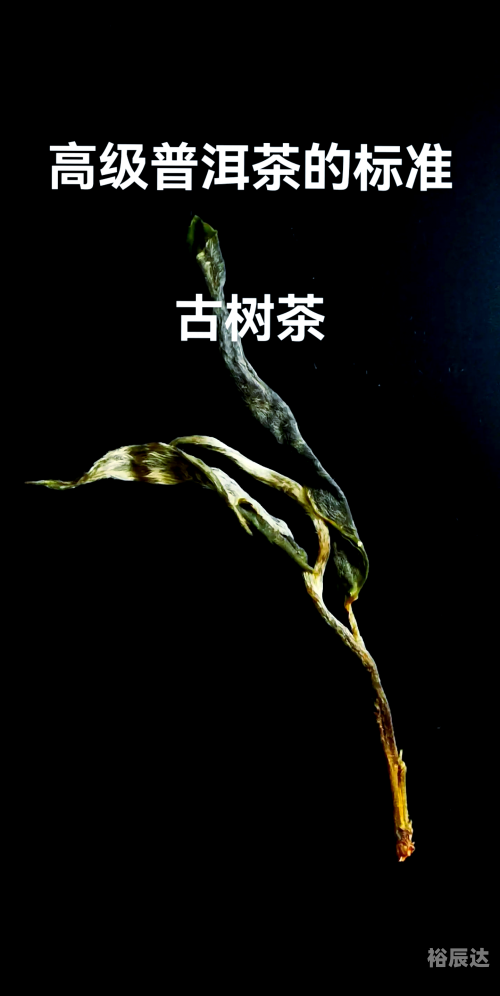 高黎贡山普洱茶古树茶高黎贡山普洱茶，品味自然之韵-第1张图片