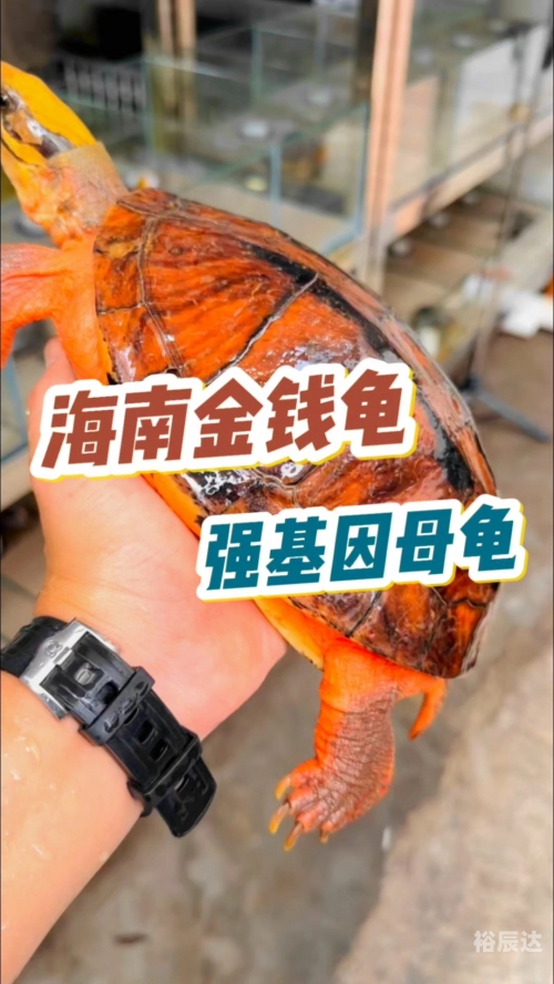 金钱龟价格金钱龟价格概述