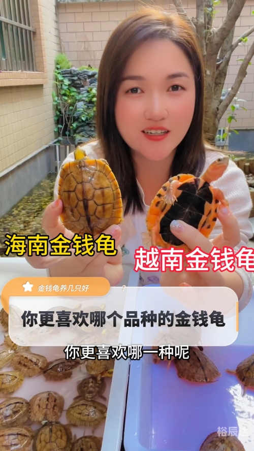 金钱龟价格金钱龟价格概述-第3张图片