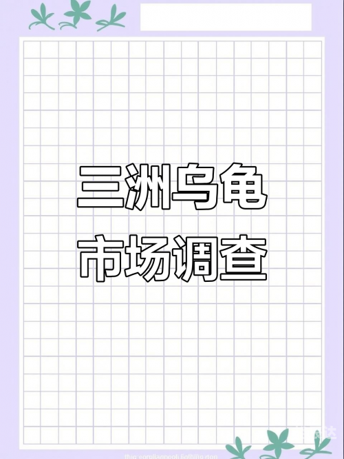 金钱龟价格金钱龟价格概述-第2张图片