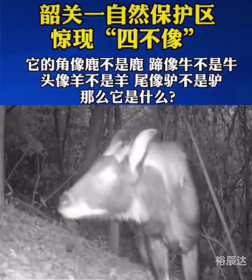 今晚买四不像1今晚开什么今晚买四不像必中