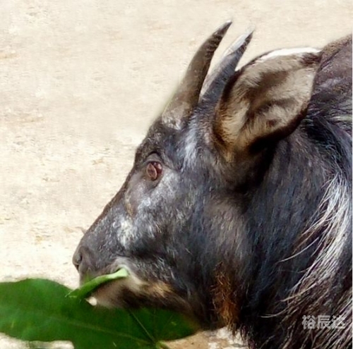 今天必中的四不像图