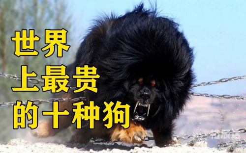 376969狗跑论坛，探索狗狗世界的奇妙之旅-第1张图片