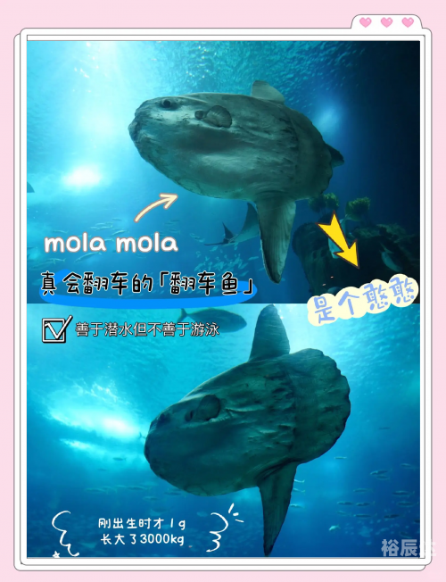 顶叶兽顶叶兽，神秘生物的探索之旅-第1张图片