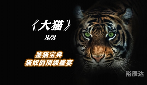 老虎宝典，解锁自然之秘-第2张图片