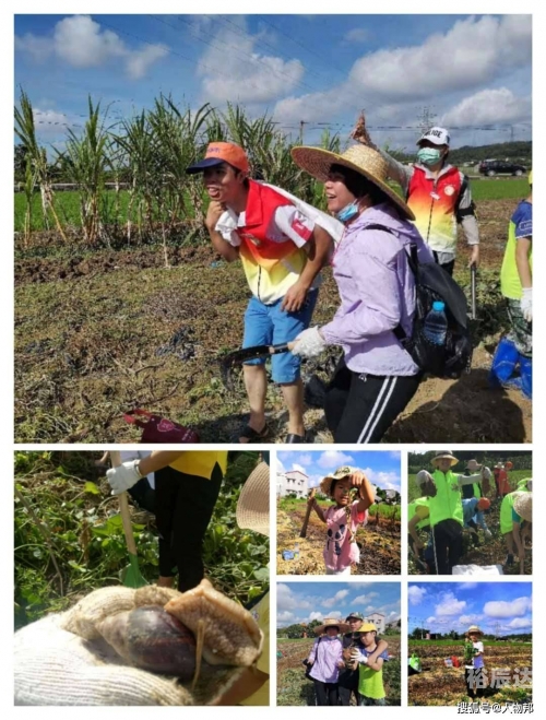 小小农场，田园生活的诗意篇章