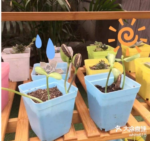 小小农场，田园生活的诗意篇章-第3张图片