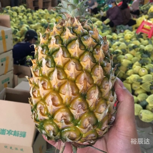 菠萝果菠萝果，热带水果的魅力