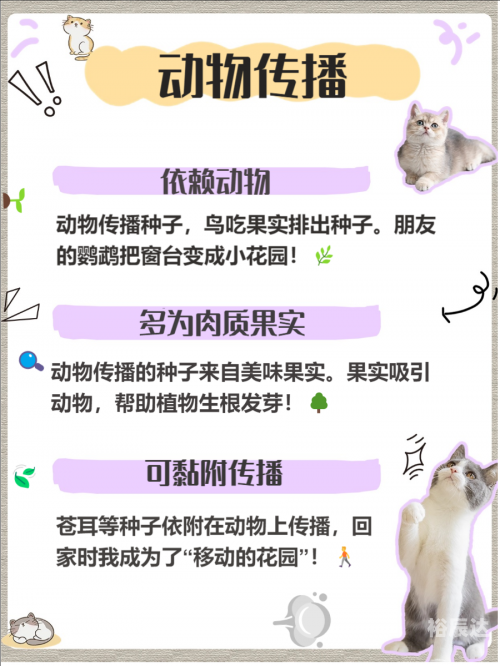 1234.com探索1234.com，数字时代的探索之旅