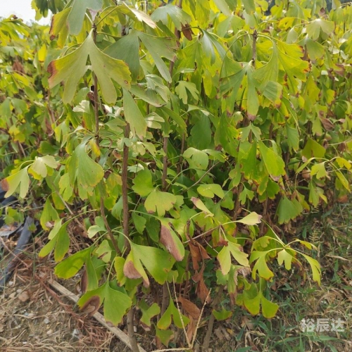 银杏树小苗的魅力