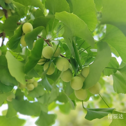 银杏树小苗的魅力-第2张图片