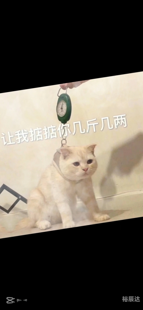 掂斤估两是什么生肖掂斤估两，生活中的微妙平衡-第2张图片