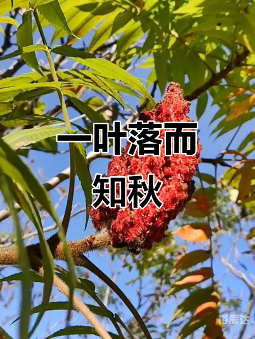 一叶知秋吉他谱