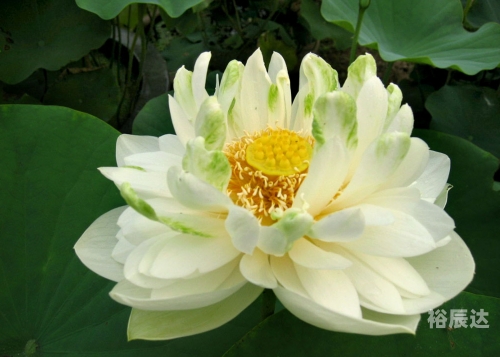 出水芙蓉是指什么意思出水芙蓉的含义