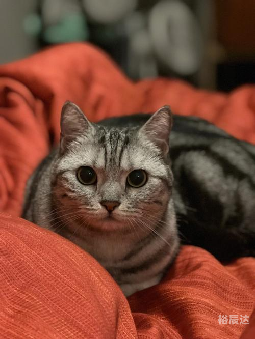 3d猫3D猫，神秘世界的萌宠