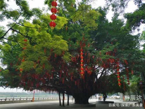 黄大仙特马之探索