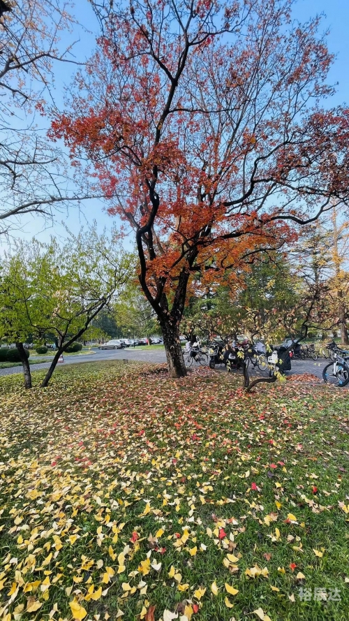 满地红图库满地红图库，探索数字时代的视觉盛宴