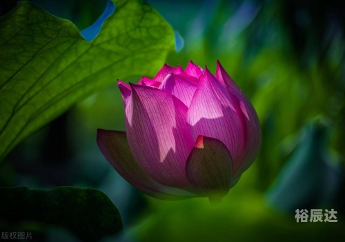 今日桃花运势今日桃花运-第2张图片